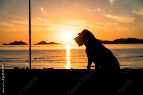 Silhouette of a dog in the beach during the sunset.
