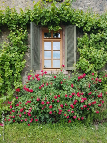 Fenster mit Fensterläden und Rosenstrauch