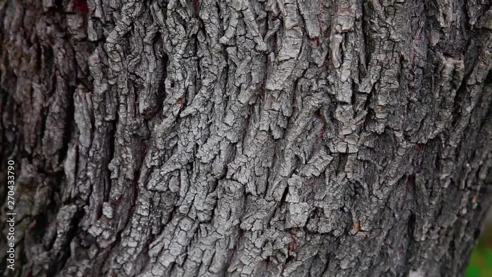 Tree detail in nature Tree detail in nature