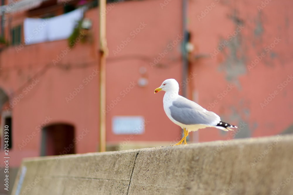 Obraz premium Pigeons and seagulls in small marina of Vernazza, one of the five centuries-old villages of Cinque Terre, located on rugged northwest coast of Italian Riviera.