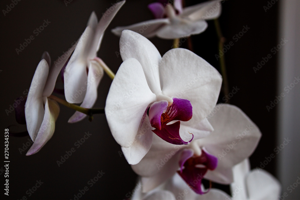 White orchid flowers on a dark background. In the interior.