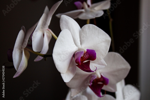 White orchid flowers on a dark background. In the interior.