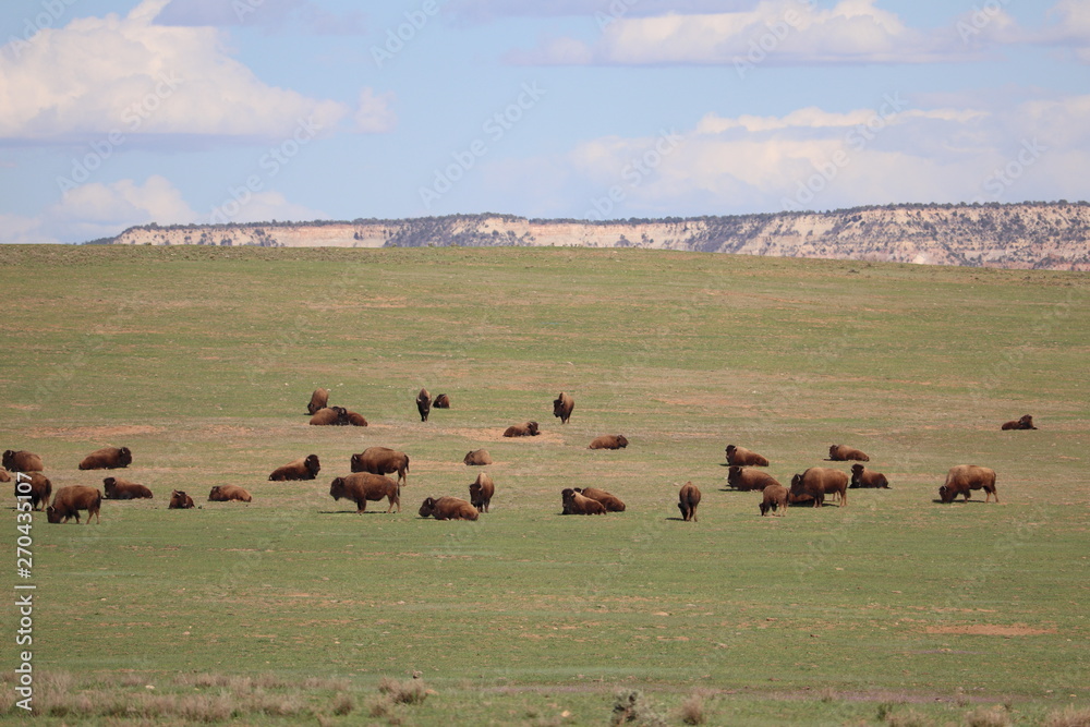 Troupeau de bisons en liberté
