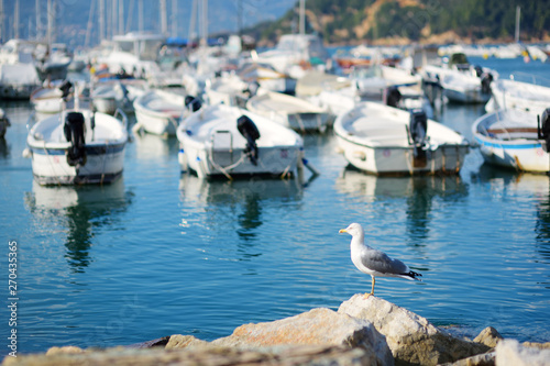 Seagull in marina of Lerici town, a part of the Italian Riviera, Italy.