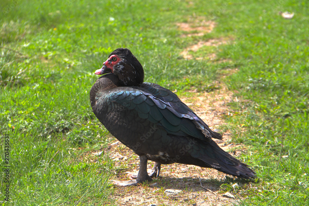 Duck - a representative of birds from several genera of the duck family Duck - a representative of birds from several genera of the duck family