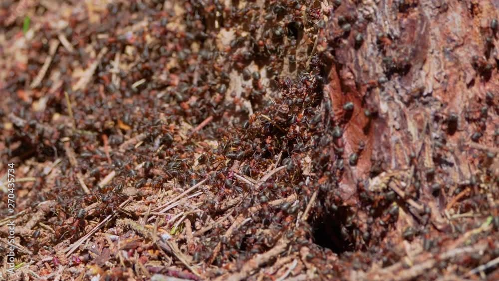 SLOW MOTION CLOSE UP Of Tons Of Formica Rufa Ants On An Anthill Around A Tree. SLOW MOTION CLOSE UP Of Tons Of Formica Rufa Ants On An Anthill Around A Tree.