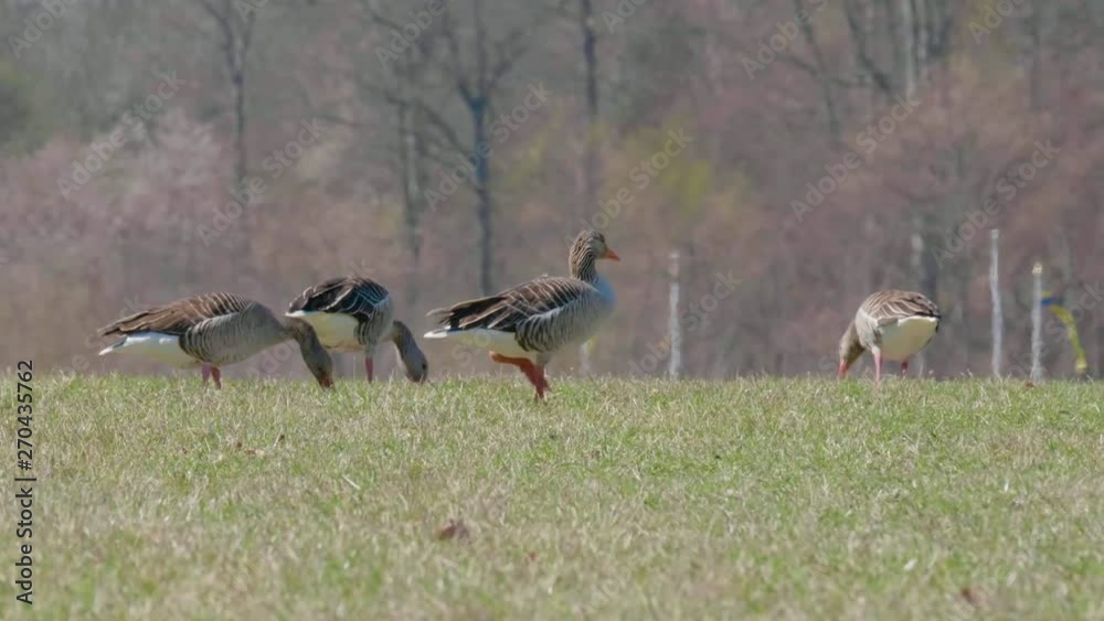4K 60fps Of Goose Walking On Green Grass With Geese Eating In The Background. Tracking. 4K 60fps Of Goose Walking On Green Grass With Geese Eating In The Background. Tracking.