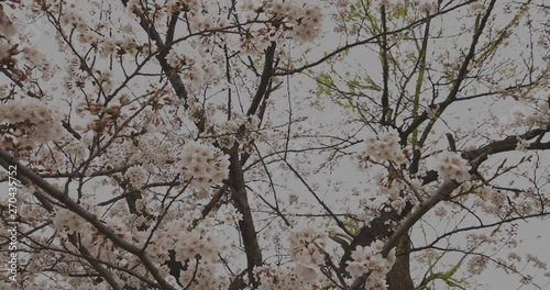 Cherry blossom at the park daytime cloudy wide shot photo