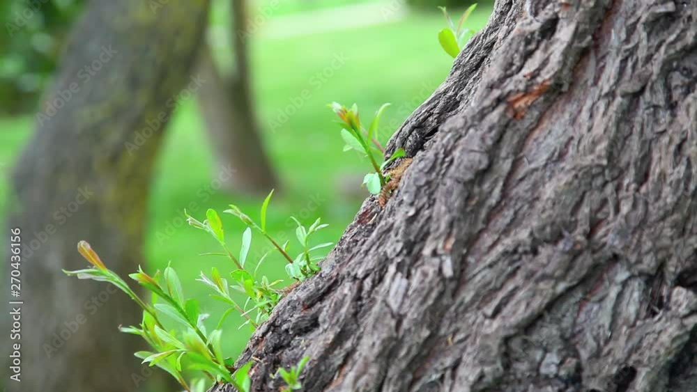 Tree detail in nature Tree detail in nature