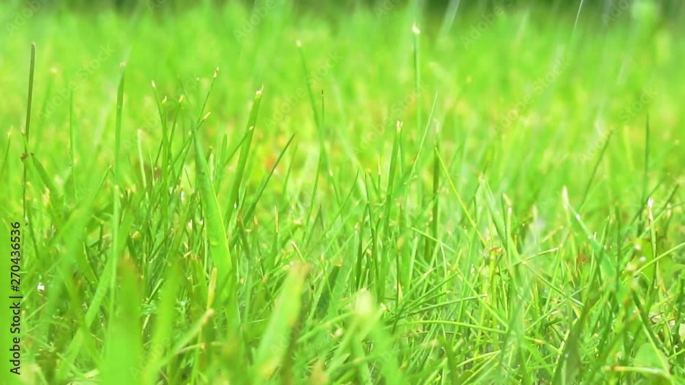 gardening.lawn care.watering plants. water drops are pouring on the green grass on the meadow on a sunny summer day.close-up.macro shooting.shallow depth of field gardening.lawn care.watering plants. water drops are pouring on the green grass on the meadow on a sunny summer day.close-up.macro shooting.shallow depth of field