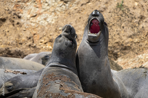 elephant seals at Point Reyes 