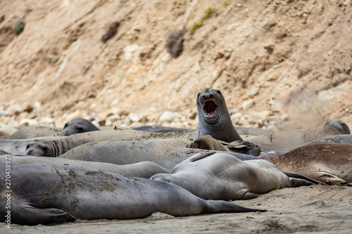 elephant seals at Point Reyes 