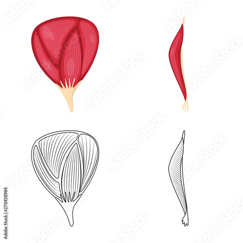 Isolated object of fiber and muscular symbol. Set of fiber and body  stock vector illustration.