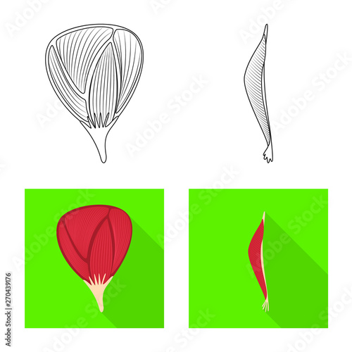 Vector design of fiber and muscular symbol. Set of fiber and body  vector icon for stock.