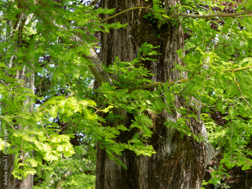 (Metasequoia glyptostroboides) Grand sapin d'eau - mélèze d'eau - métaséquoïa de Chine