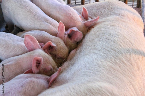  Pink piglets are drinking milk from the mother on the farm © Rungnapa