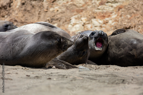 elephant seals at Point Reyes 