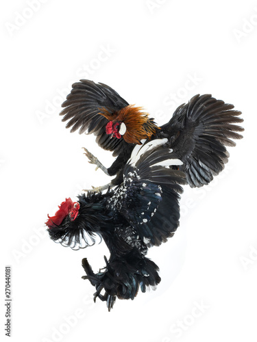 cockfight isolated on white