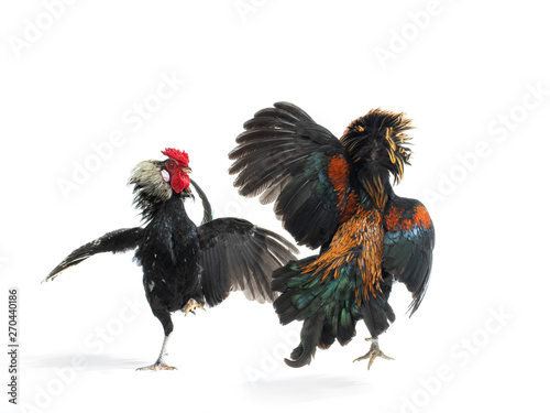 cockfight isolated on white