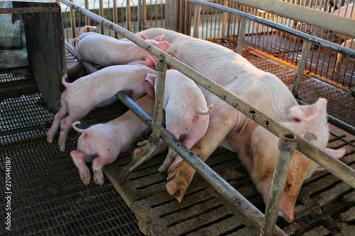  Pink piglets are drinking milk from the mother on the farm