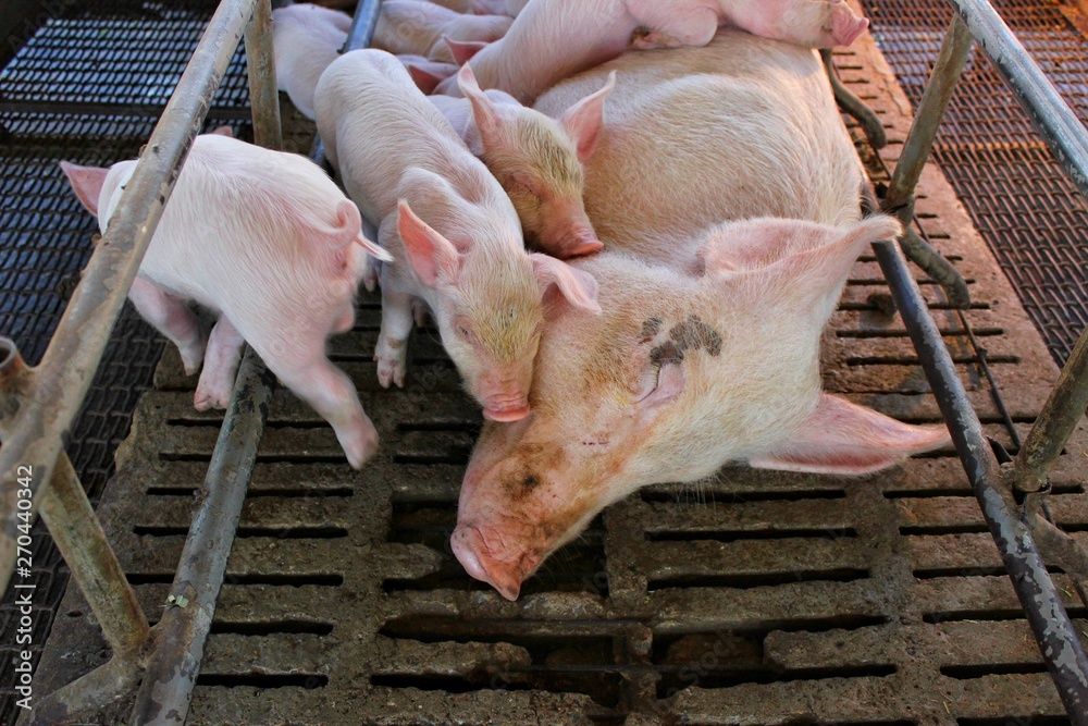 Pink piglets are drinking milk from the mother on the farm Pink piglets are drinking milk from the mother on the farm