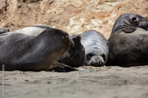 elephant seals at Point Reyes 
