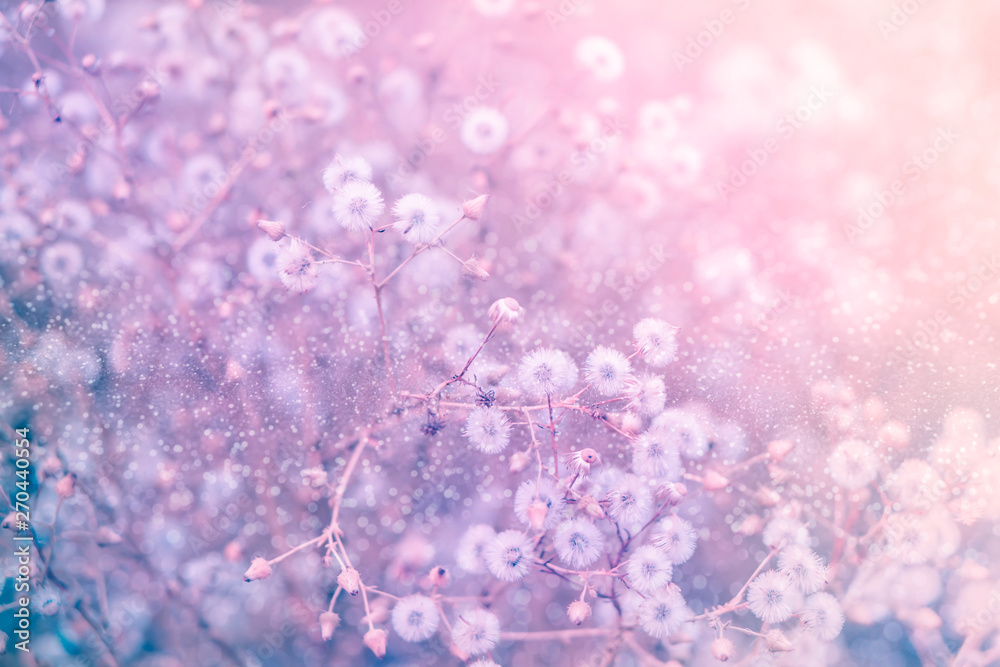 grass flower field in spring with glitter light background grass flower field in spring with glitter light background
