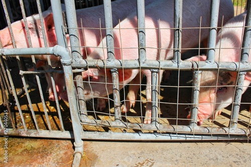  Pink piglets are eating water from the water pipes on the farm