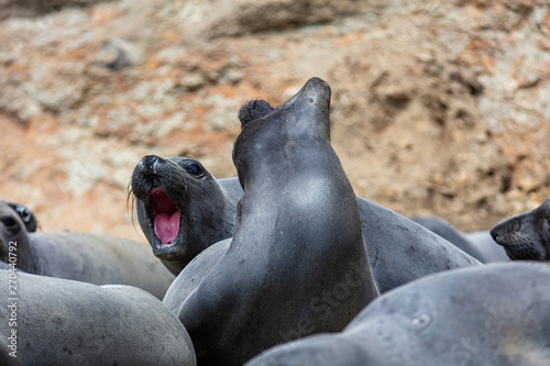 elephant seals at Point Reyes 