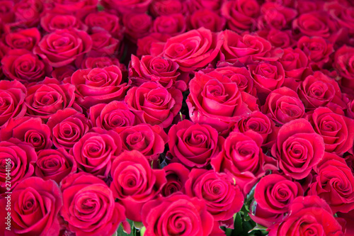 Cluster of red roses.