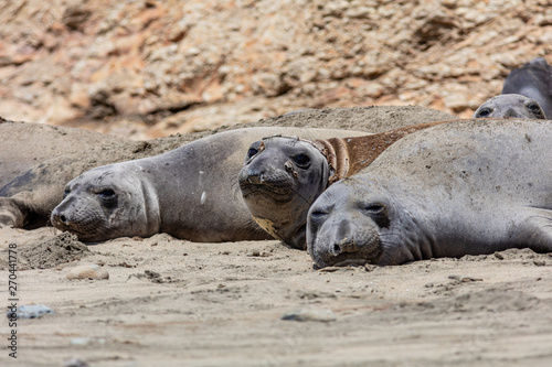 elephant seals at Point Reyes 