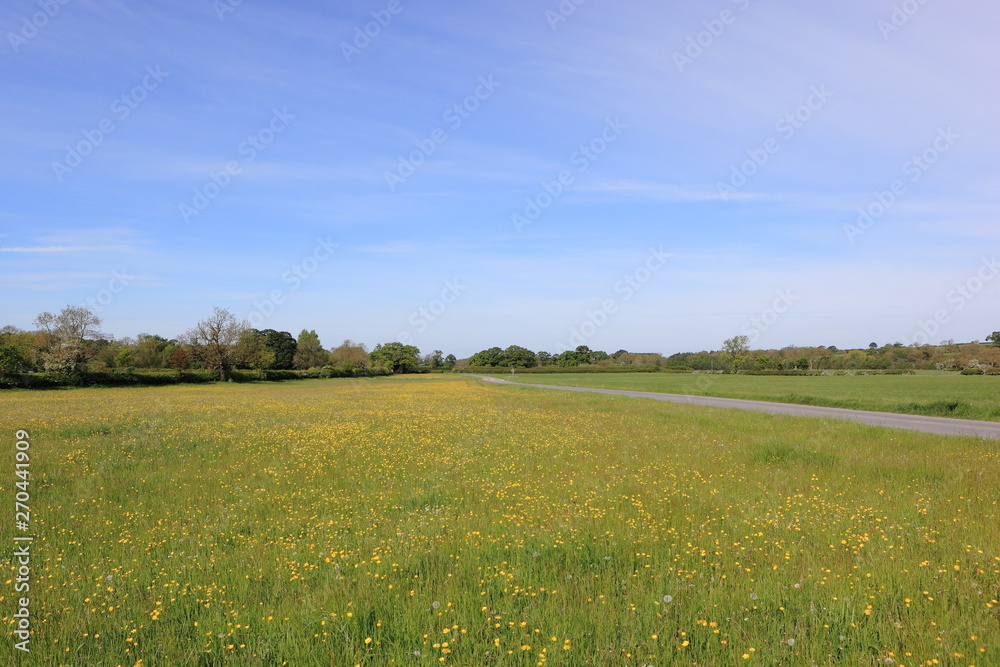 Fototapeta premium Wildflower meadows in a springtime landscape. JPG