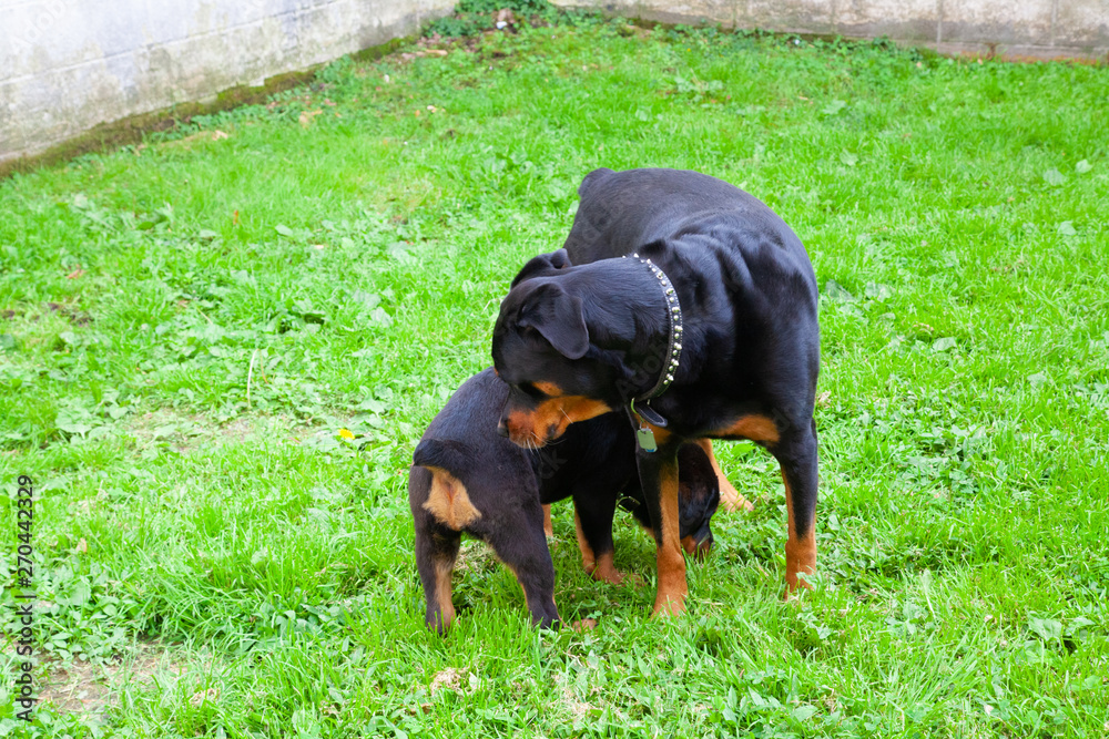 Gorgeous Rottweiler Puppy - Female Rotty 12 Weeks Old Gorgeous Rottweiler Puppy - Female Rotty 12 Weeks Old