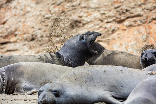 elephant seals on beach at Point Reyes