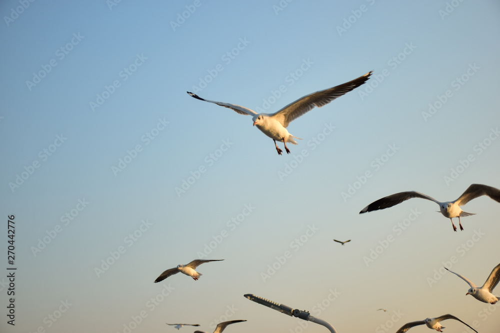 Obraz premium seagull flying in the sky 01