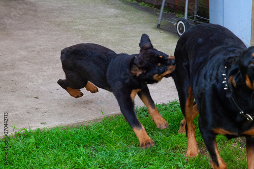 Gorgeous Rottweiler Puppy - Female Rotty 12 Weeks Old photo