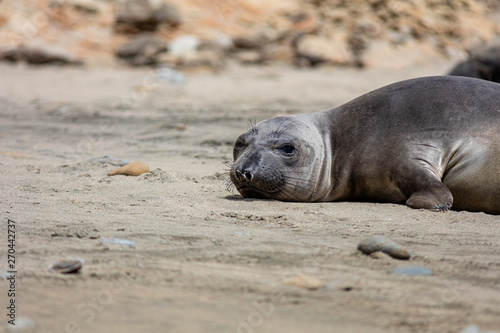 elephant seals on beach at Point Reyes