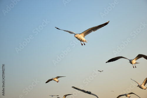 seagull flying in the sky 01