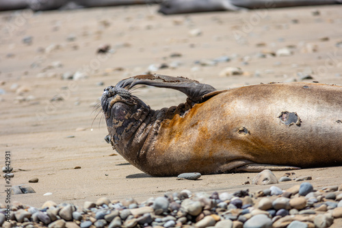 elephant seals on beach at Point Reyes