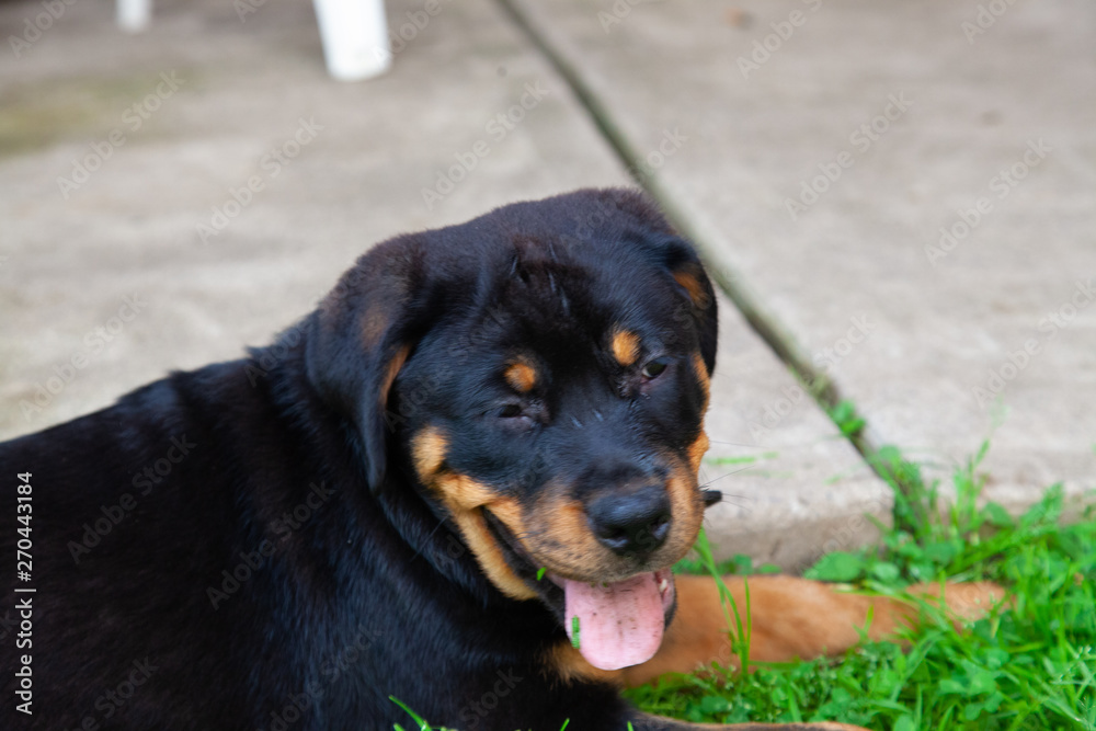 Gorgeous Rottweiler Puppy - Female Rotty 12 Weeks Old Gorgeous Rottweiler Puppy - Female Rotty 12 Weeks Old