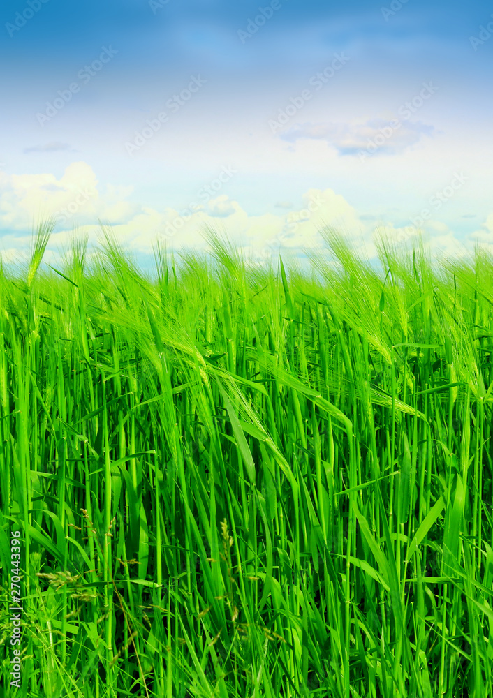 Obraz premium Wheat field against a blue sky