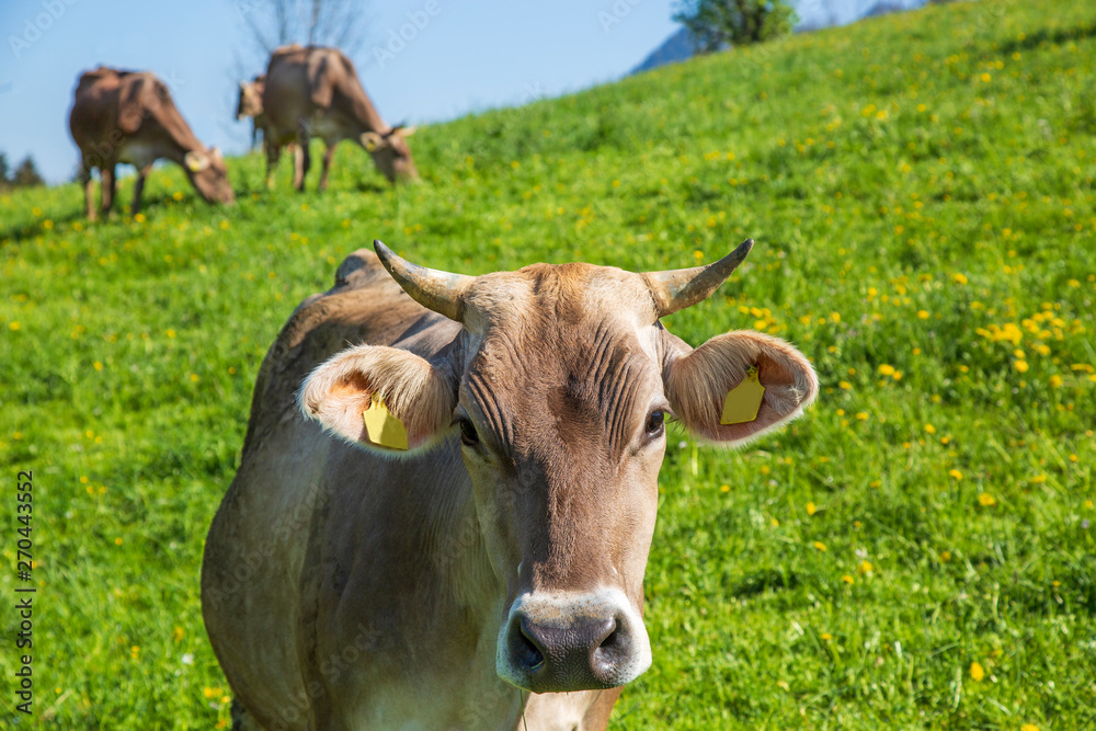 Kuh - Allgäu - Braunvieh - Hörner - Frühling - Alpen