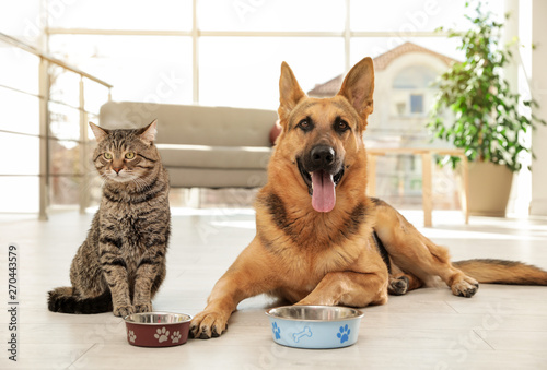 Cat and dog together with f...