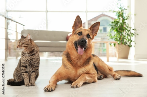 Cat and dog together on floor indoors. Funny friends