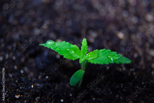 Medical Marijuana Seedling Plant, Growing CBD Canabis Plant