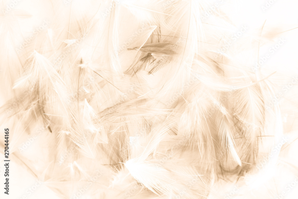 Obraz premium Beautiful abstract colorful white and pink light feathers wall pattern textures background and wallpaper art