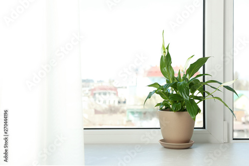 Pot with peace lily on windowsill  space for text. House plant
