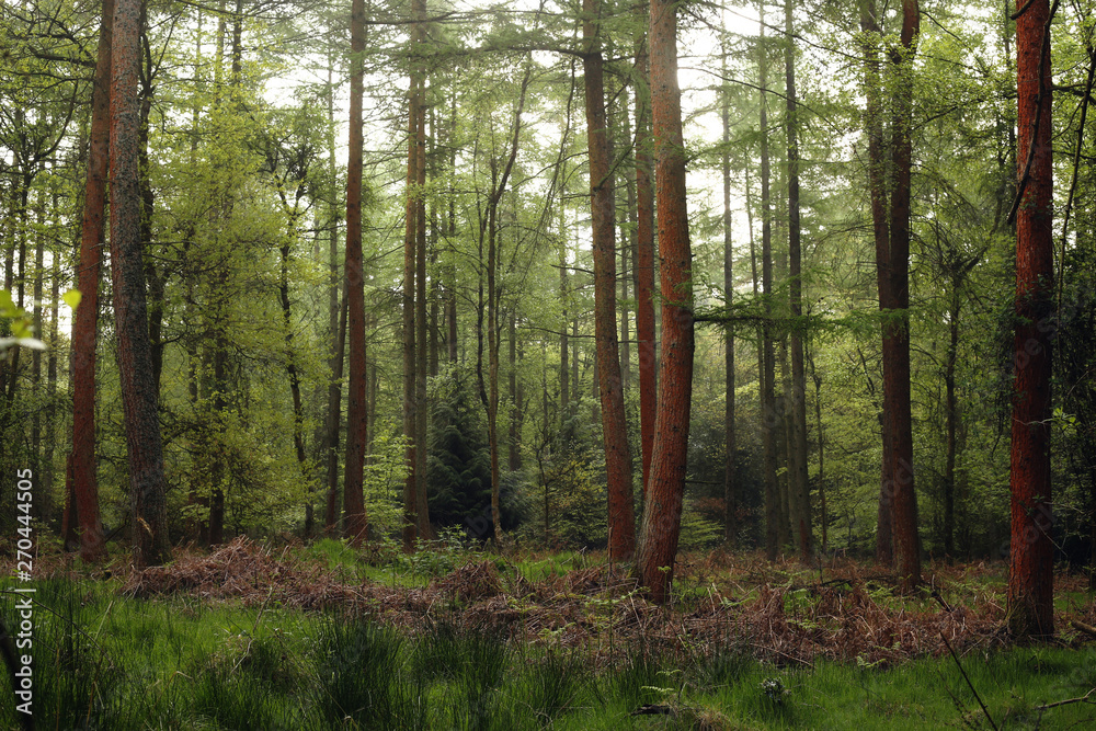 Obraz premium Pink Woods One