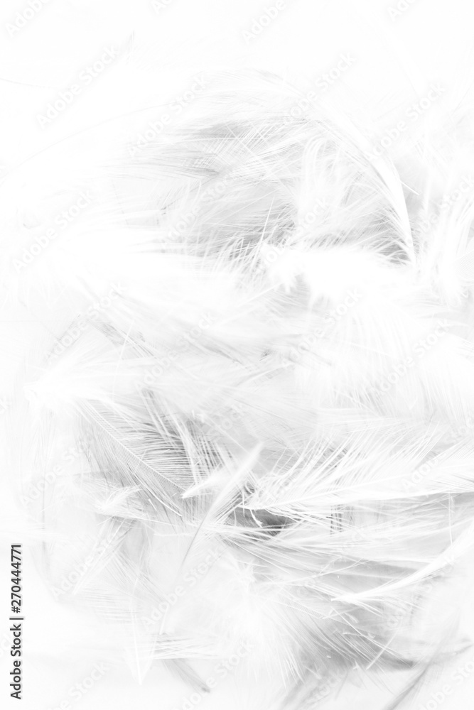 Beautiful abstract colorful white and black light feathers wall pattern textures background and wallpaper art Beautiful abstract colorful white and black light feathers wall pattern textures background and wallpaper art