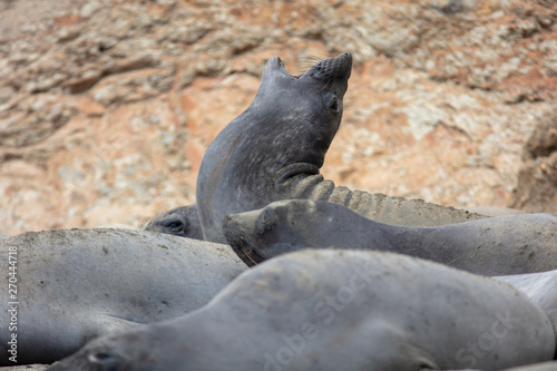 elephant seals on beach at Point Reyes